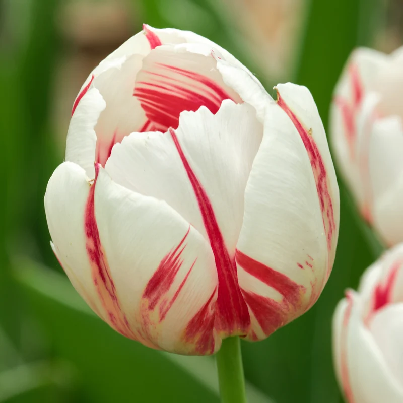 Tulpe 'Carnaval de Rio'