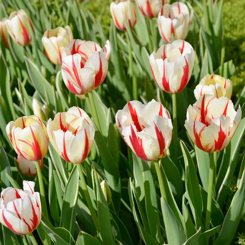 Tulpe 'Carnaval de Rio'
