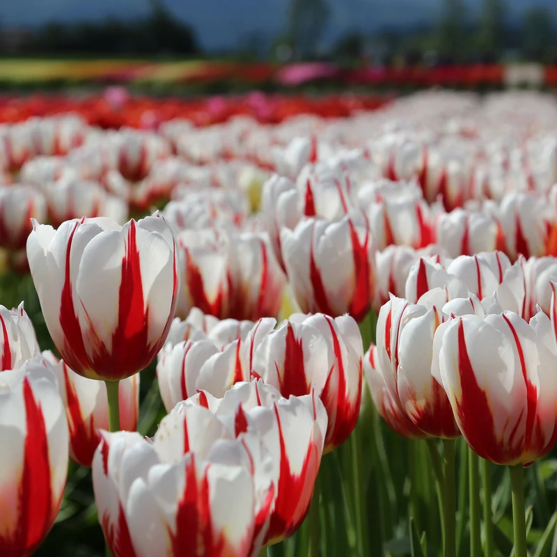 Tulpe 'Carnaval de Rio'