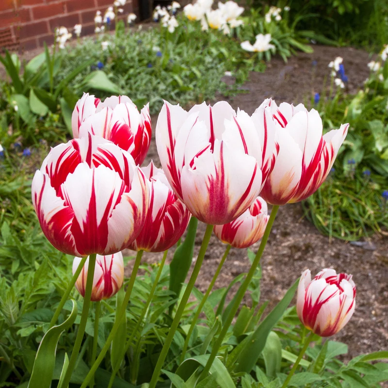 Tulpe 'Carnaval de Rio'