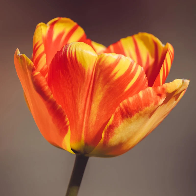 Tulpe 'Banja Luka'