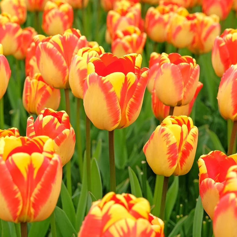 Tulpe 'Banja Luka'