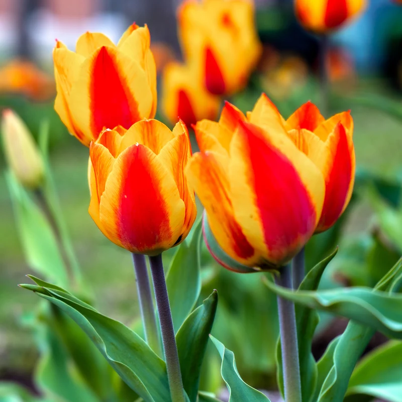 Tulpe 'Banja Luka'