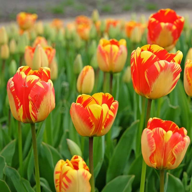 Tulpe 'Banja Luka'