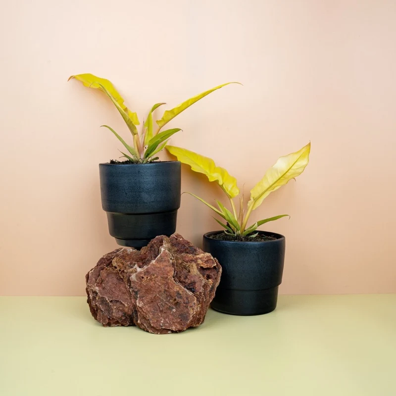 PHILODENDRON GOLDEN SAW