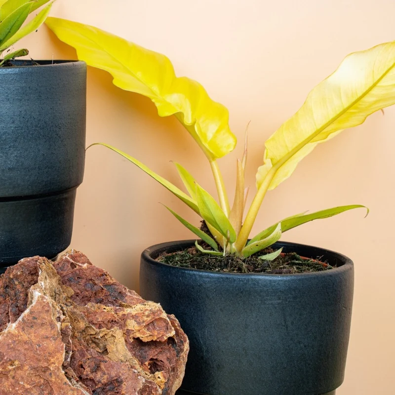PHILODENDRON GOLDEN SAW