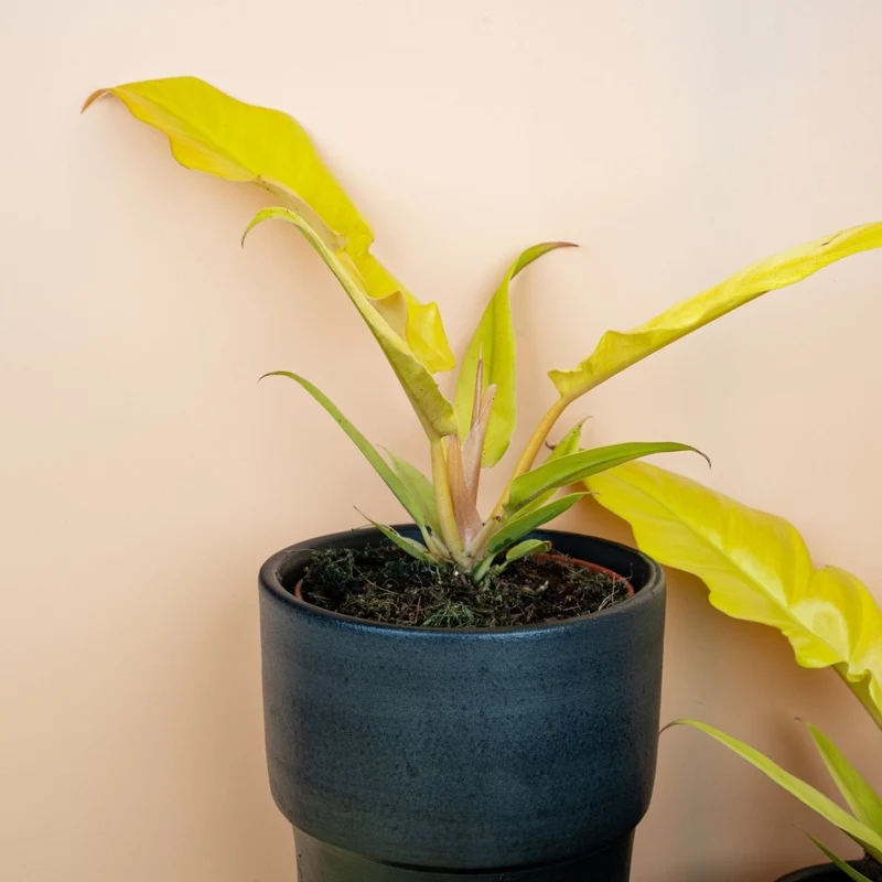 PHILODENDRON GOLDEN SAW