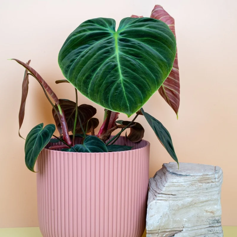 PHILODENDRON EL CHOCO RED