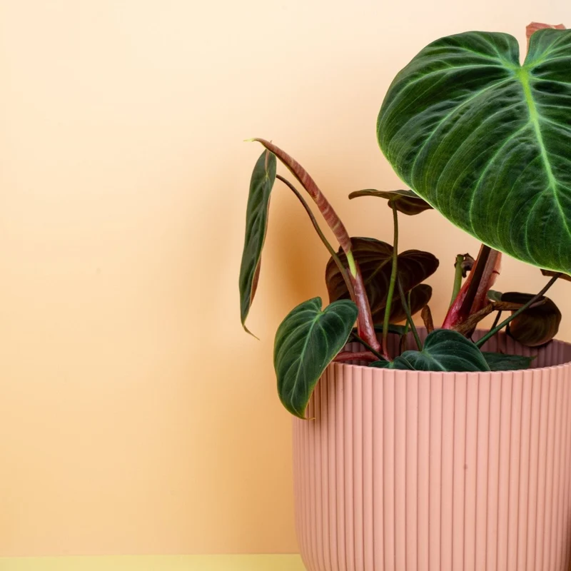 PHILODENDRON EL CHOCO RED