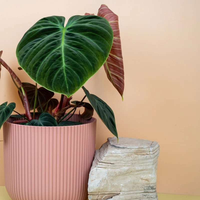 PHILODENDRON EL CHOCO RED