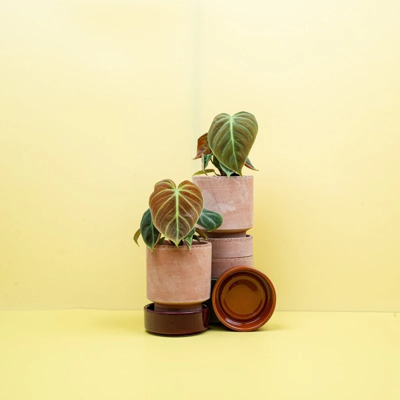 PHILODENDRON EL CHOCO RED