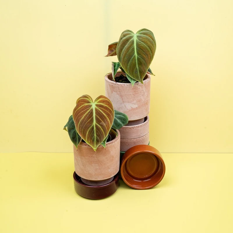 PHILODENDRON EL CHOCO RED