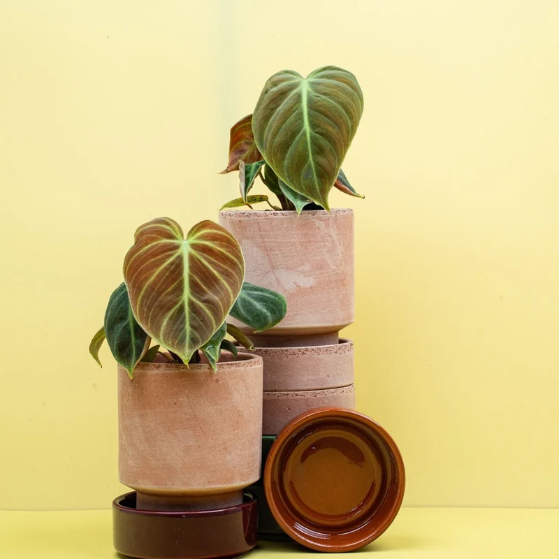 PHILODENDRON EL CHOCO RED