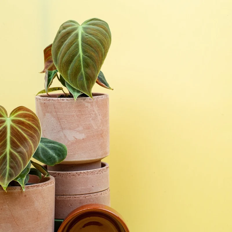 PHILODENDRON EL CHOCO RED
