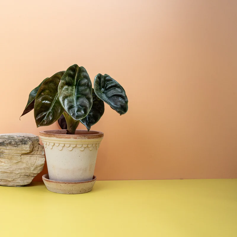 ALOCASIA CUPREA RED SECRET VARIEGATA
