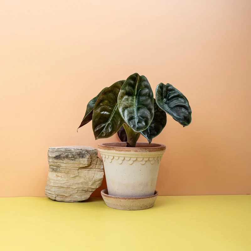 ALOCASIA CUPREA RED SECRET VARIEGATA