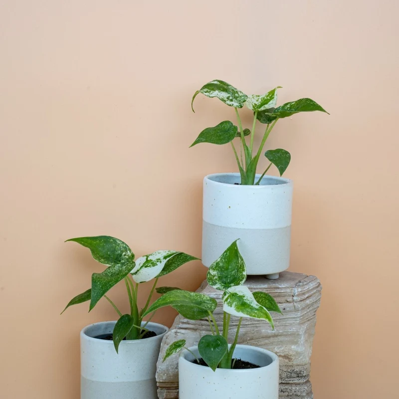ALOCASIA CUCULLATA VARIEGATA
