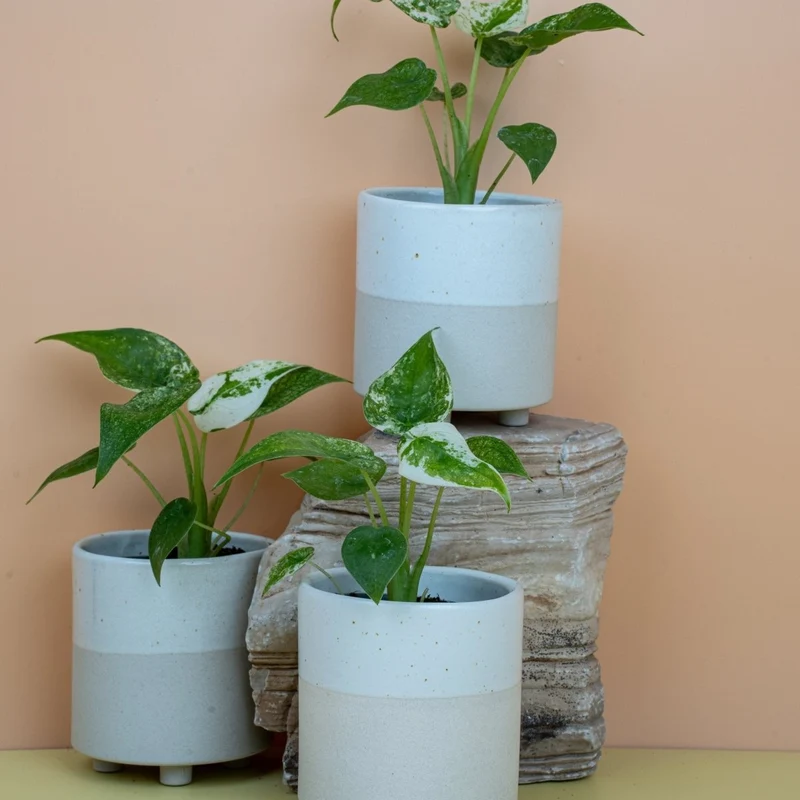 ALOCASIA CUCULLATA VARIEGATA