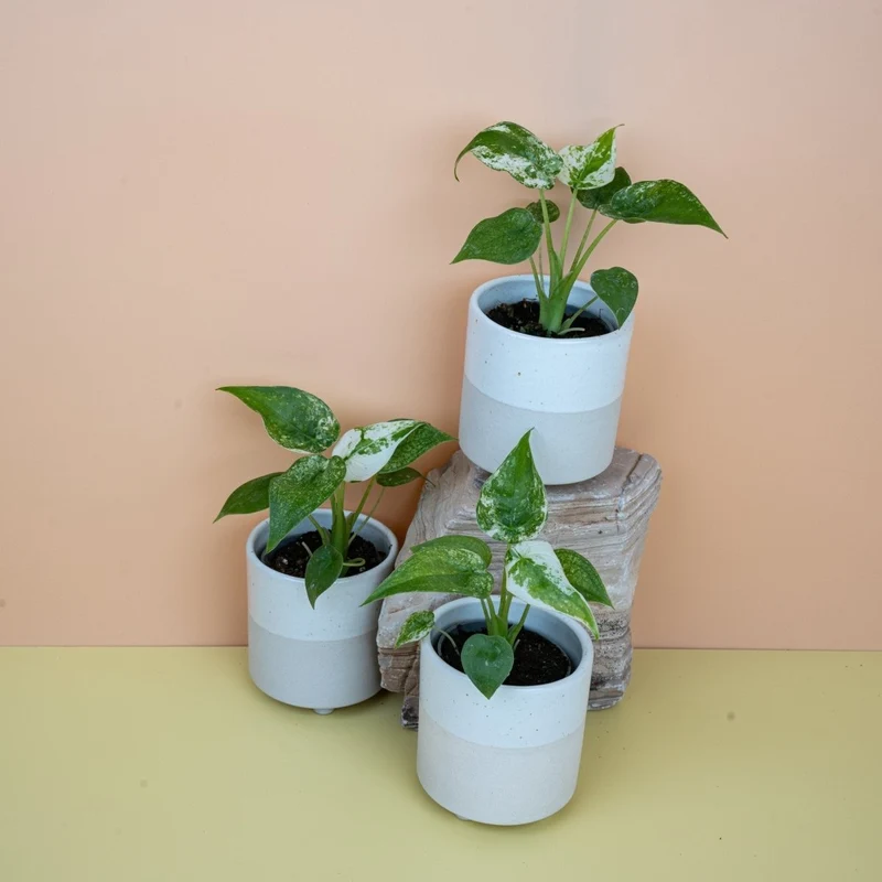 ALOCASIA CUCULLATA VARIEGATA