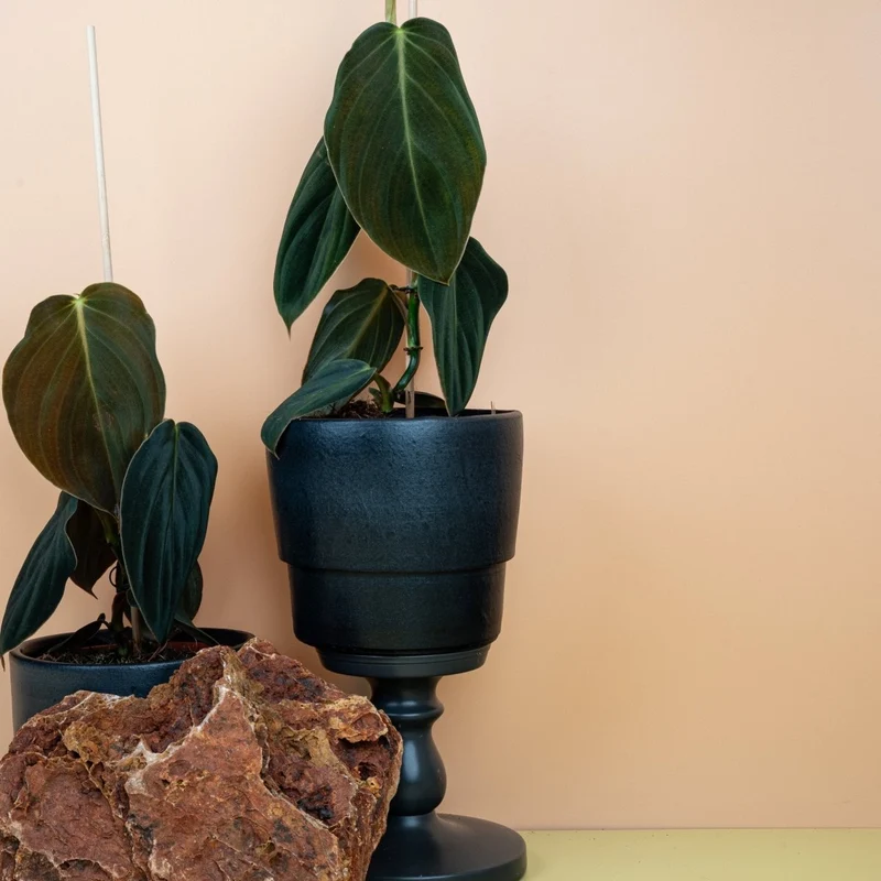 PHILODENDRON GIGAS