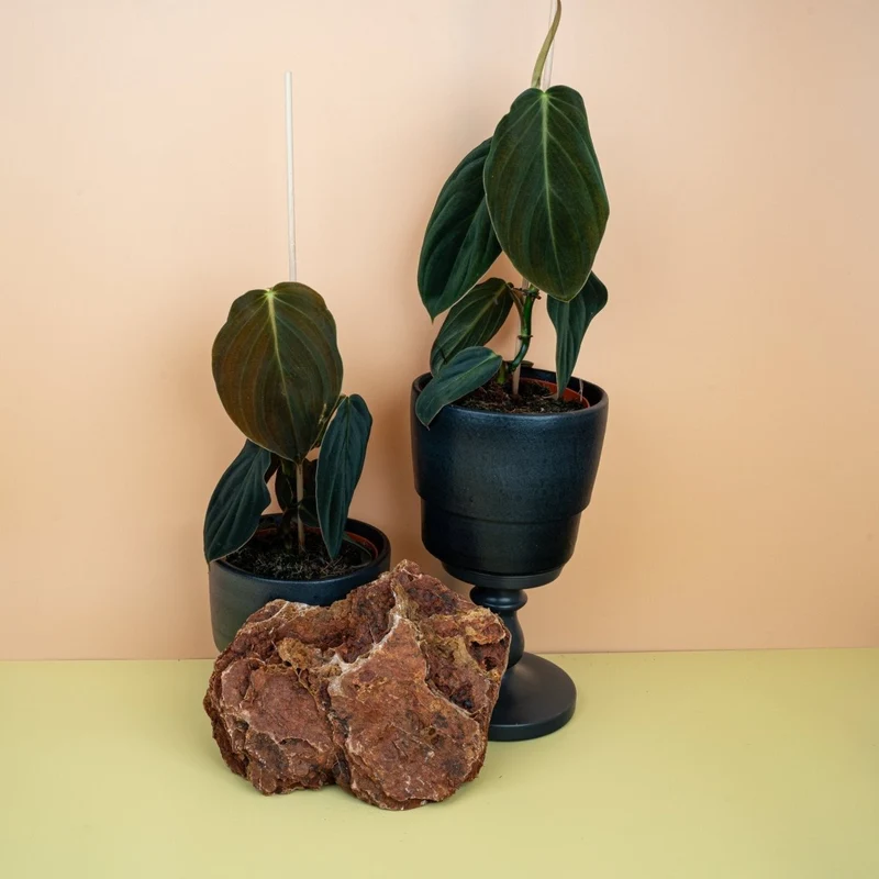 PHILODENDRON GIGAS