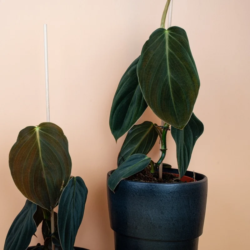 PHILODENDRON GIGAS