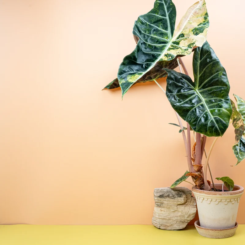 ALOCASIA NAIROBI NIGHTS VARIEGATA