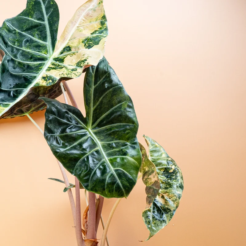 ALOCASIA NAIROBI NIGHTS VARIEGATA