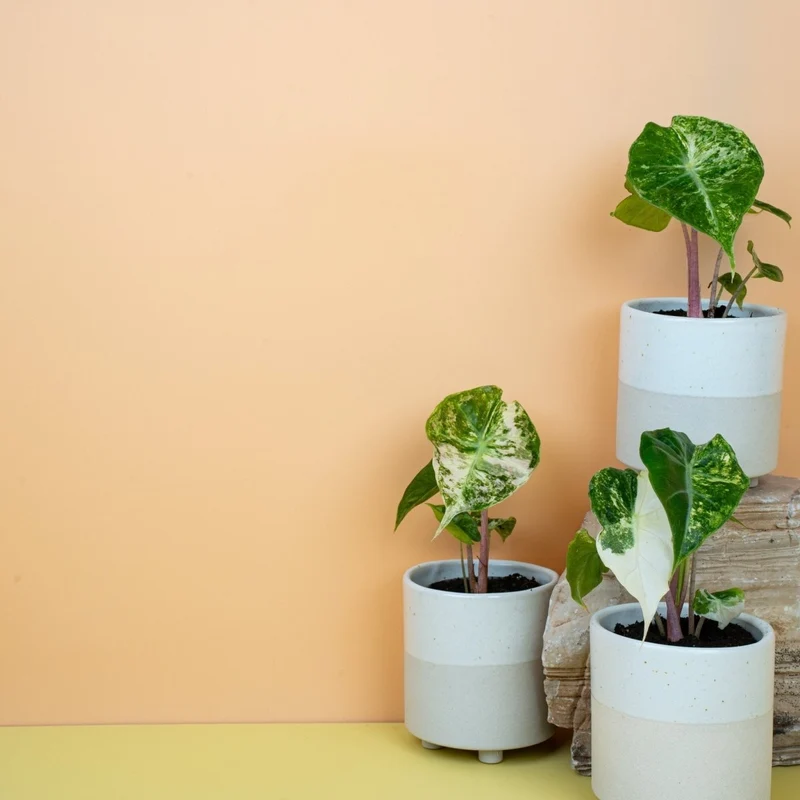 ALOCASIA NAIROBI NIGHTS VARIEGATA