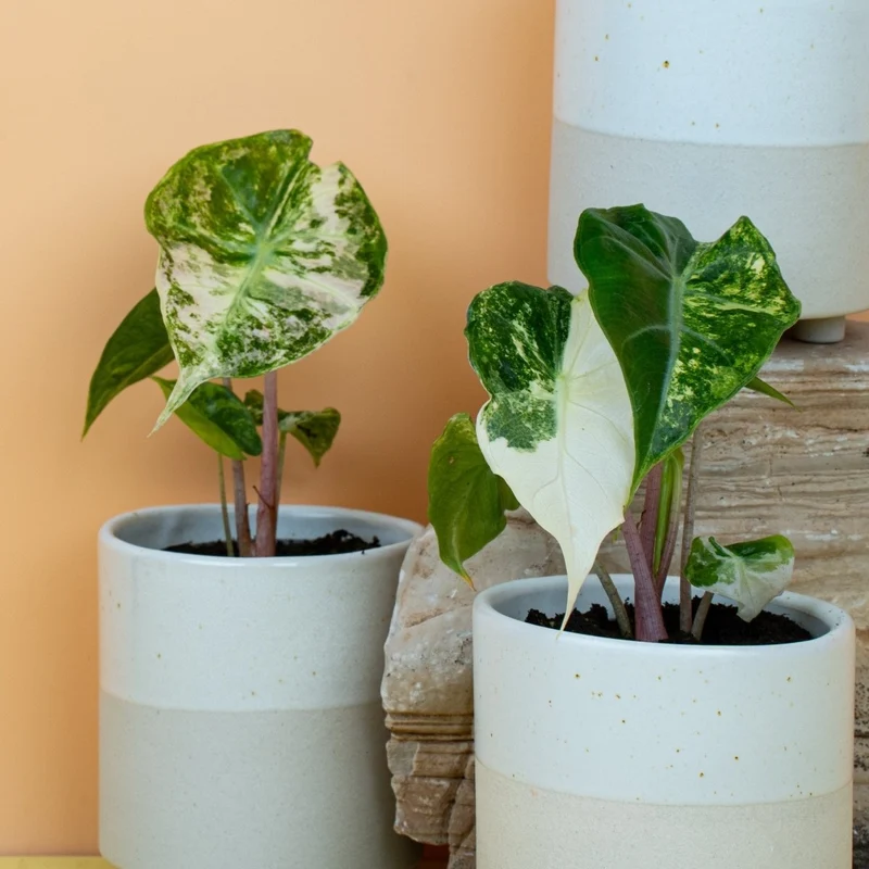 ALOCASIA NAIROBI NIGHTS VARIEGATA