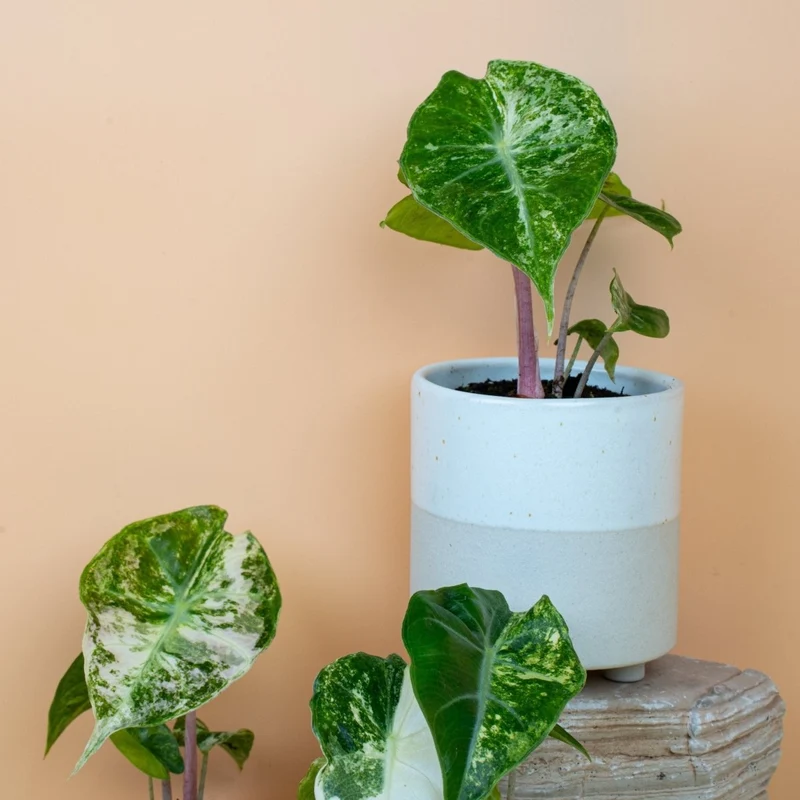 ALOCASIA NAIROBI NIGHTS VARIEGATA