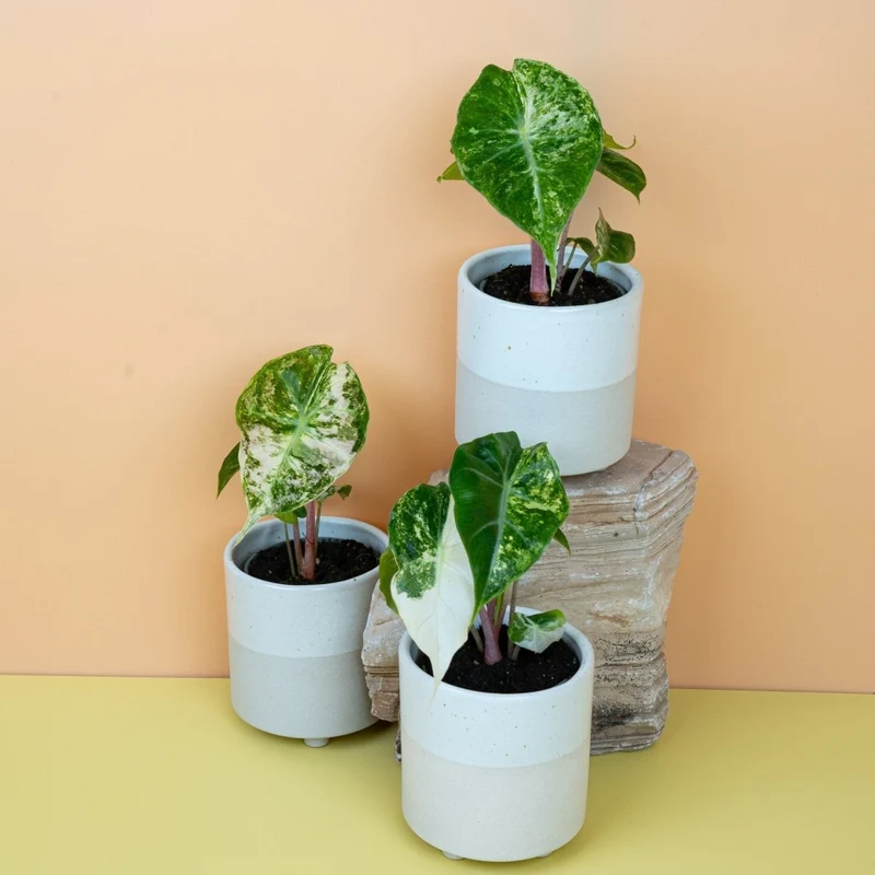 ALOCASIA NAIROBI NIGHTS VARIEGATA