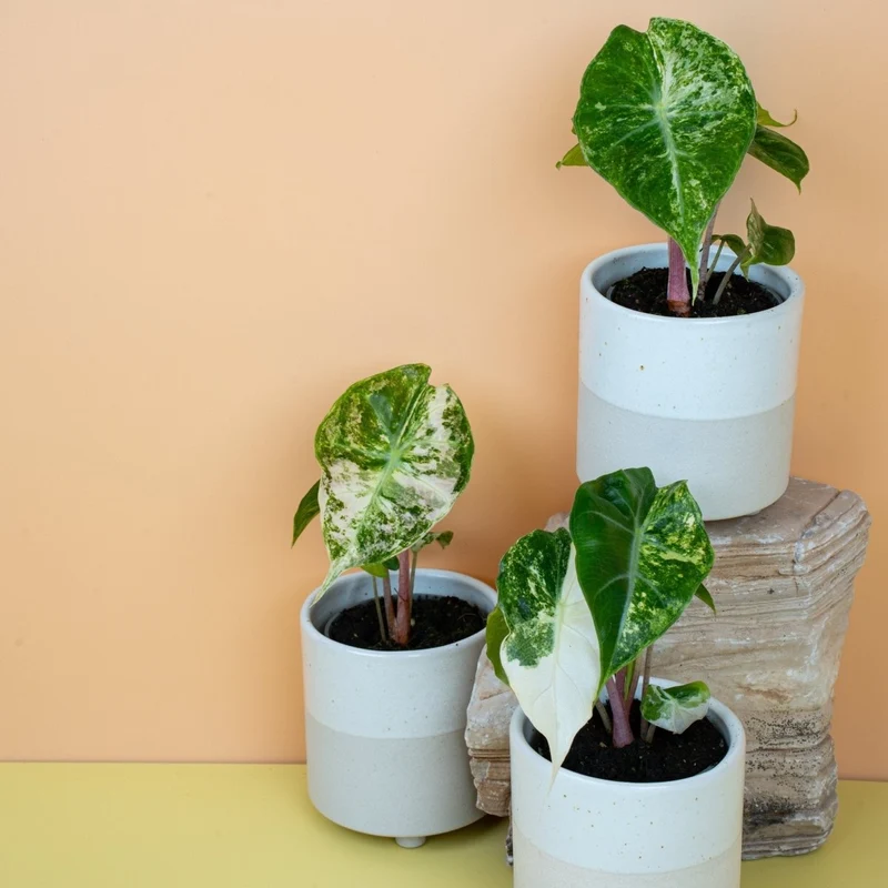 ALOCASIA NAIROBI NIGHTS VARIEGATA