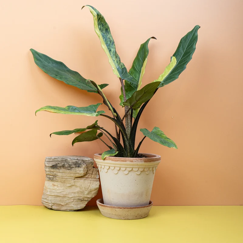 ALOCASIA LAUTERBACHIANA VARIEGATA AUREA