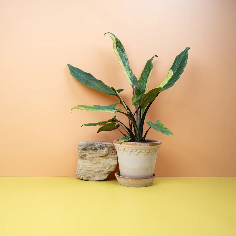 ALOCASIA LAUTERBACHIANA VARIEGATA AUREA