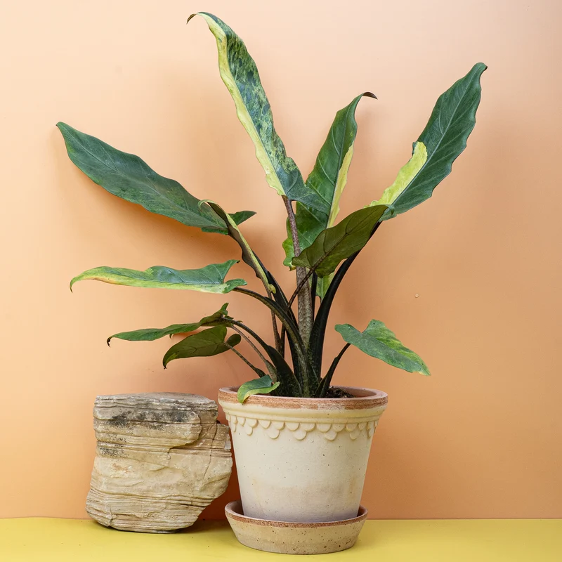 ALOCASIA LAUTERBACHIANA VARIEGATA AUREA