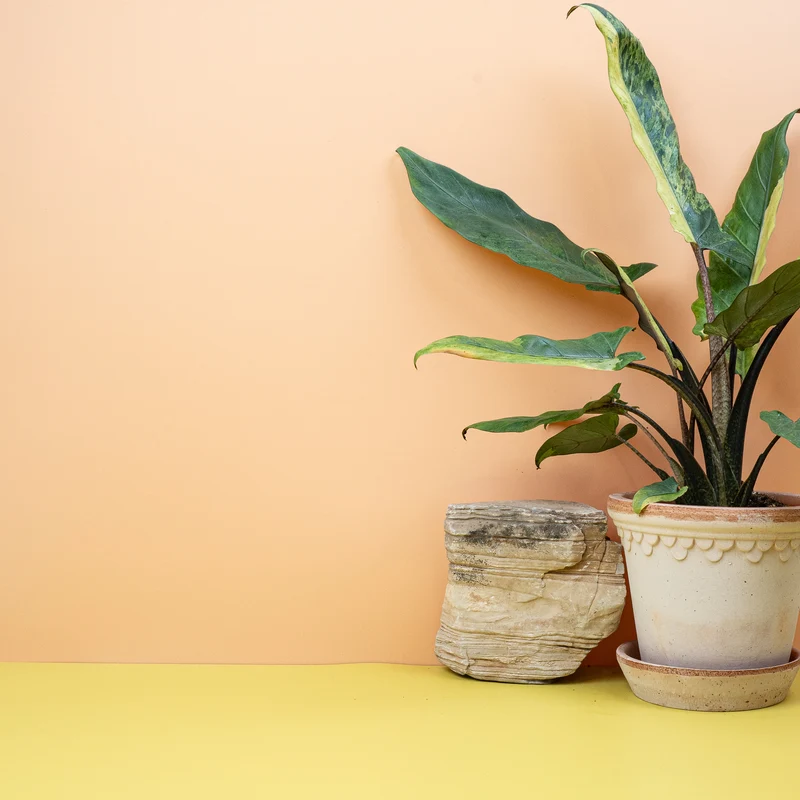 ALOCASIA LAUTERBACHIANA VARIEGATA AUREA