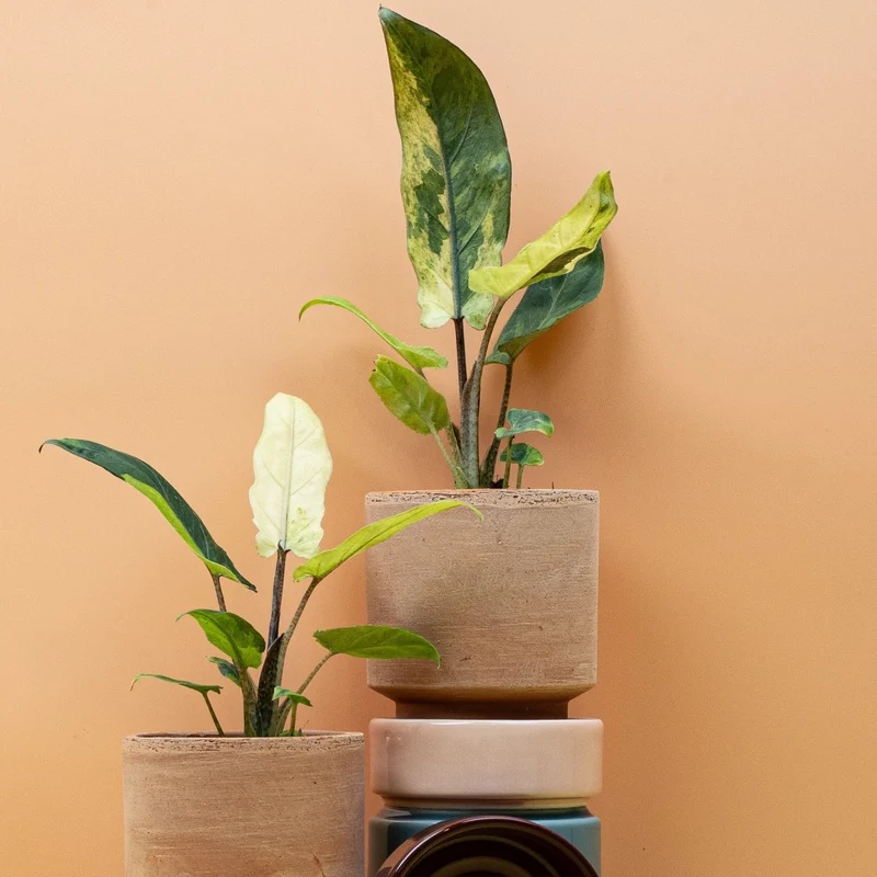 ALOCASIA LAUTERBACHIANA VARIEGATA AUREA