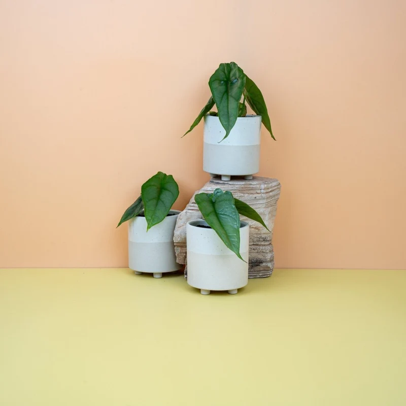 ALOCASIA HETEROPHYLLA DRAGON BREATH