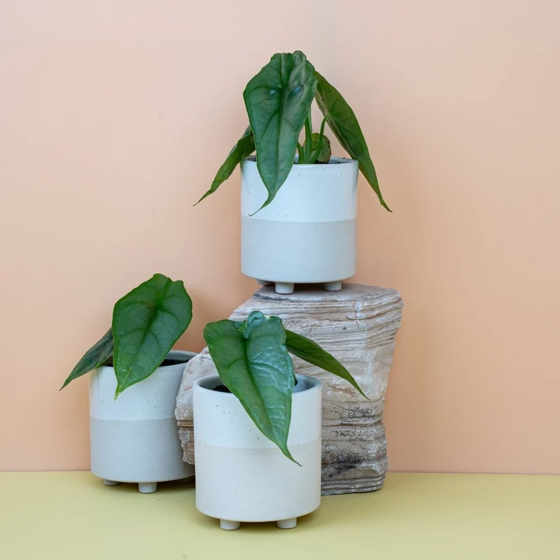 ALOCASIA HETEROPHYLLA DRAGON BREATH