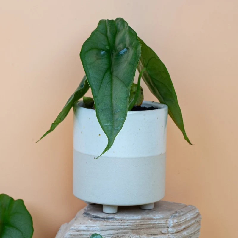ALOCASIA HETEROPHYLLA DRAGON BREATH