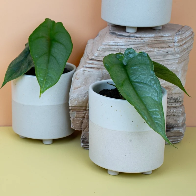 ALOCASIA HETEROPHYLLA DRAGON BREATH