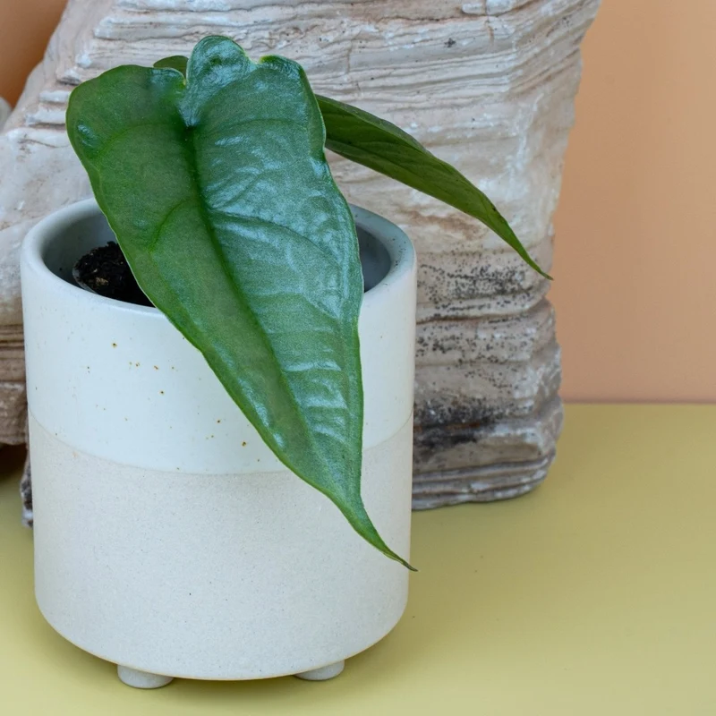 ALOCASIA HETEROPHYLLA DRAGON BREATH