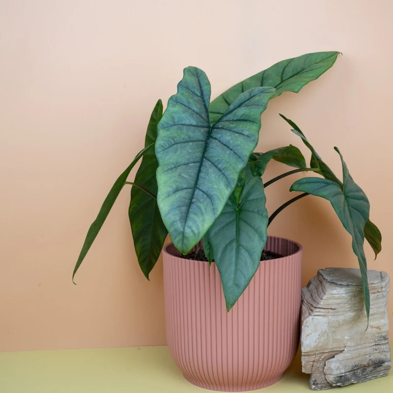 ALOCASIA HETEROPHYLLA DRAGON BREATH