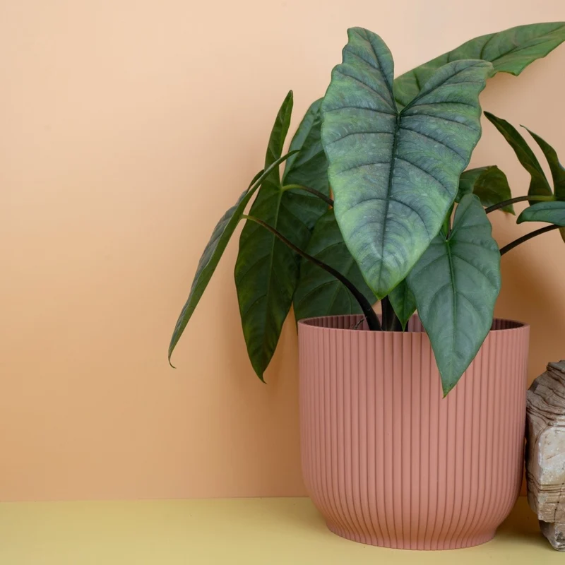 ALOCASIA HETEROPHYLLA DRAGON BREATH