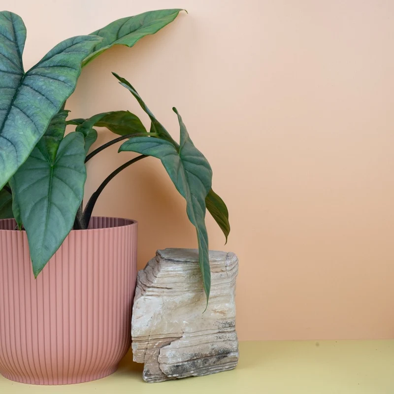 ALOCASIA HETEROPHYLLA DRAGON BREATH