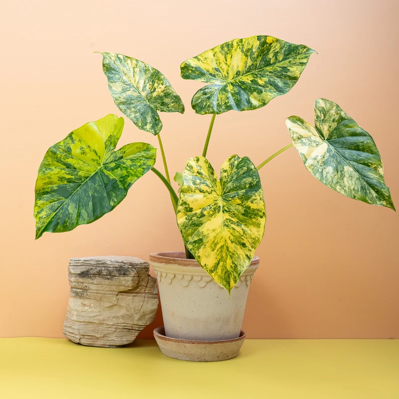 ALOCASIA MACRORRHIZA VARIEGATA AUREA