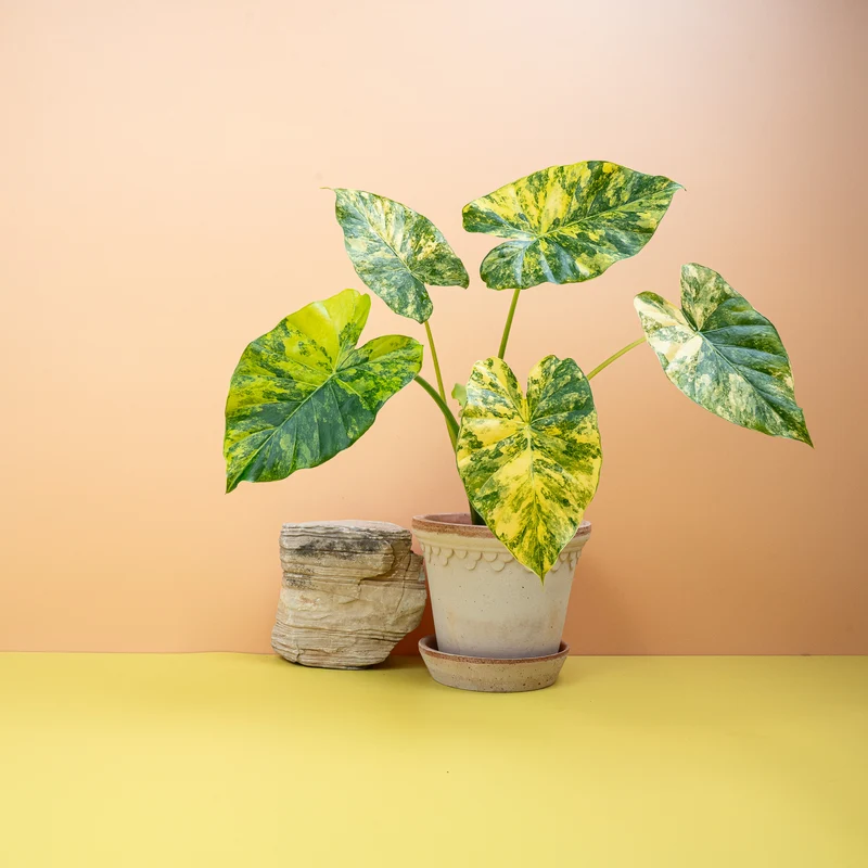 ALOCASIA MACRORRHIZA VARIEGATA AUREA