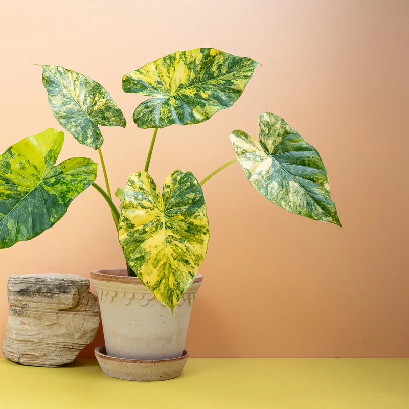 ALOCASIA MACRORRHIZA VARIEGATA AUREA