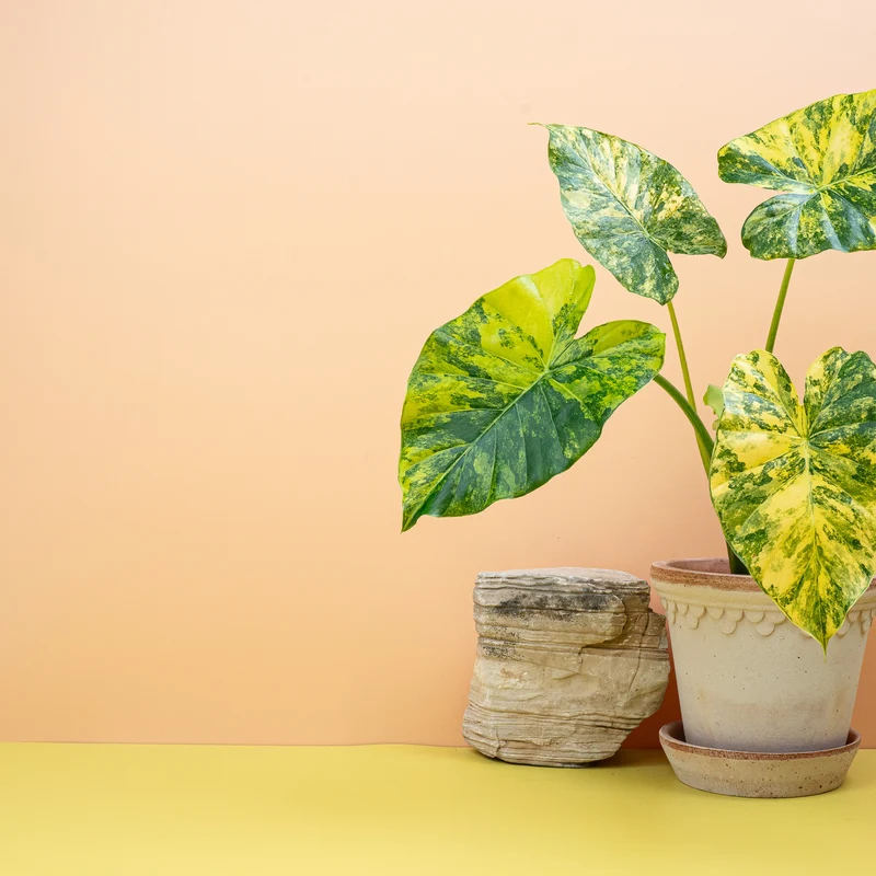 ALOCASIA MACRORRHIZA VARIEGATA AUREA